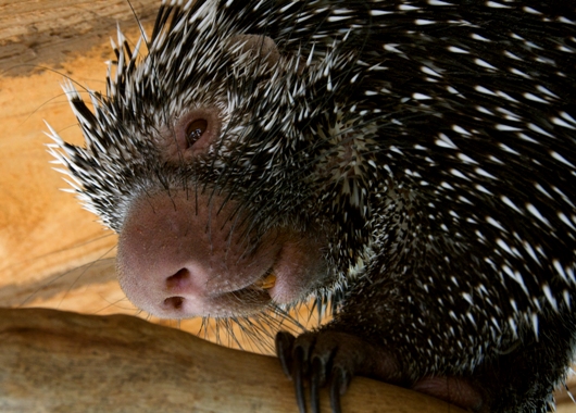 Why People are like Porcupines: 3 Keys to Advance your Career and Life