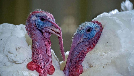 Stop Being a Turkey: 4 Keys to Being Great